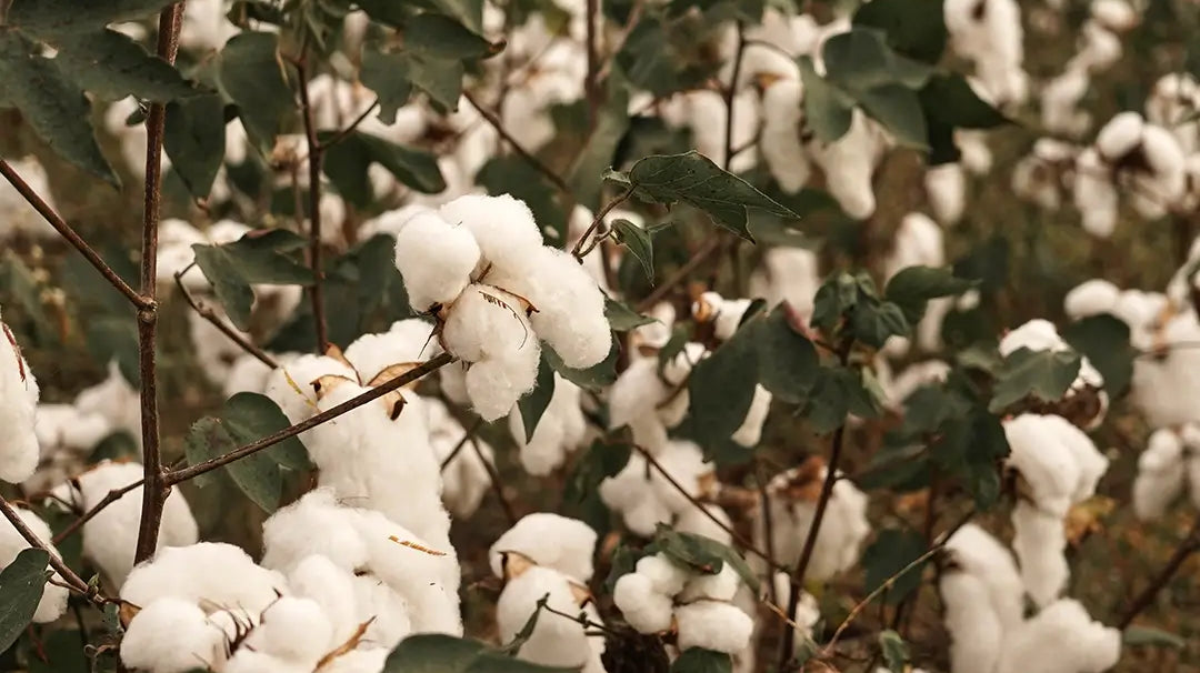 O nosso algodão orgânico é brasileiro!